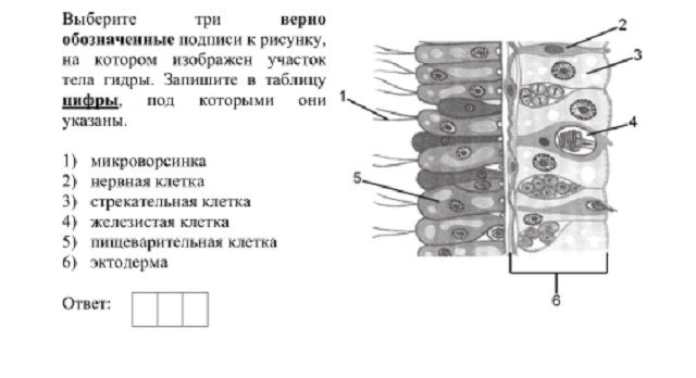 Кракен зеркало на сайт