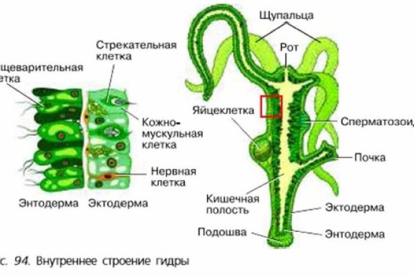 Официальная ссылка на кракен в тор